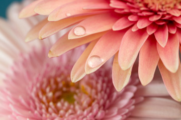 ガーベラの花