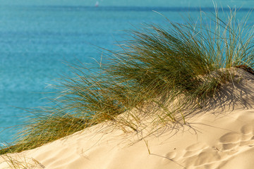Touffe d'oyats au sommet d'une dune face à la mer