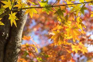 紅葉　秋イメージ