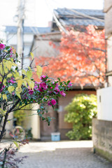 東京都新宿区神楽坂の路地裏の紅葉の風景