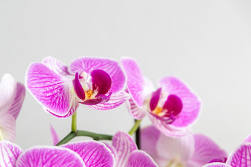 Pink-rosa-farbene Orchidee in voller Blütenpracht und mit sich öffnenden Blütenknospen als edles Geschenk zum Muttertag oder zur Freude und Zierde für Freunde und Verwandte