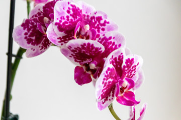 Pink-rosa-farbene Orchidee in voller Blütenpracht und mit sich öffnenden Blütenknospen als edles...