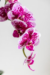 Pink-rosa-farbene Orchidee in voller Blütenpracht und mit sich öffnenden Blütenknospen als edles Geschenk zum Muttertag oder zur Freude und Zierde für Freunde und Verwandte