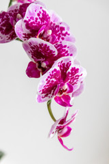 Pink-rosa-farbene Orchidee in voller Blütenpracht und mit sich öffnenden Blütenknospen als edles...