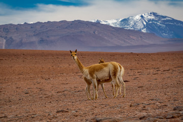 Three Vicugna vicugnas in Atacama high plateau with snow covered volcanoes in the background