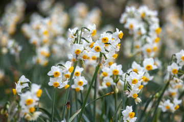 水仙の花　初春イメージ