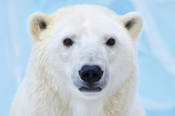 polar bear on a white background