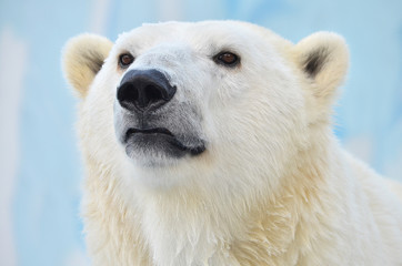 polar bear on a white background