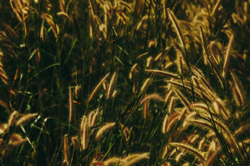 Dark tone of beautiful grass flower in sunshine light at sunset or evening time.