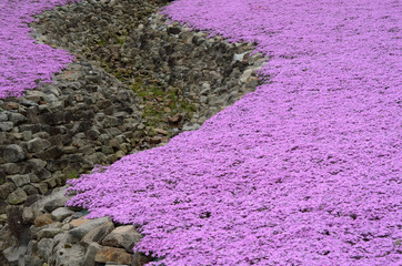 花のじゅうたん　芝桜