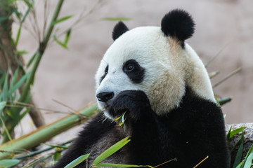 Giant panda is eating bamboo