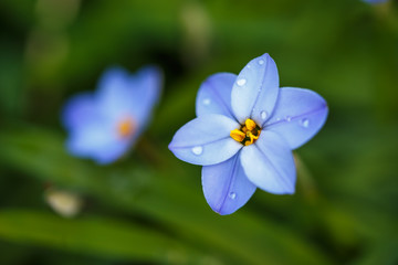 ハナニラの花