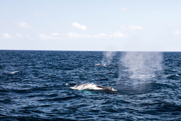 Fototapeta premium Oglądanie humbaków w porcie w Sydney