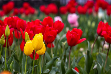 チューリップの花　春イメージ