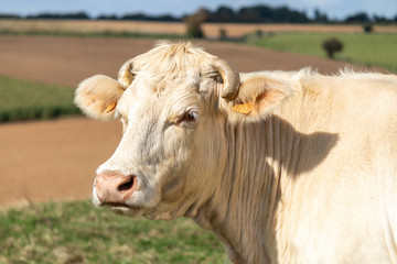 Vache charolaise dans une pâture près d'Humbert - pas-de-Calais