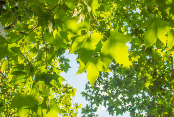 Fototapeta na wymiar green leaves of tree. green leaves. texture of maple leaves green leaves against the sky. pale green maple leaves. Maple leaves