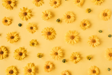 Floral composition with yellow daisy flower buds pattern texture on yellow background. Flatlay, top view.