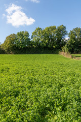 Champ de luzerne près d'Humbert - Pas-de-Calais