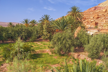 Fototapeta na wymiar Lush vegetation in the oasis at the ksar of Ait Benhaddou