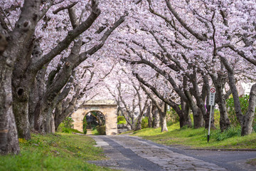 桜のアーチ　春イメージ