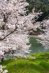 桜の花　春イメージ