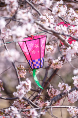 桜とランタン　春イメージ
