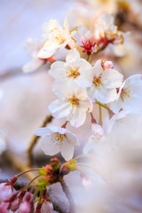桜の花　春イメージ