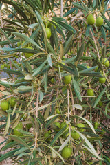 Close up of olives on a tree in a garden in Boumalne Dades
