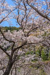 桜の花