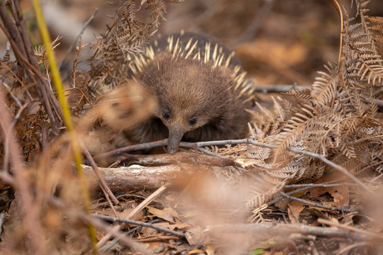 Tachyglossidae Bilder Durchsuchen 3,532 Archivfotos,