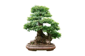Rolgordijnen Chinese garden bonsai art © JimmyRyan