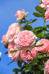 Obraz premium バラの花