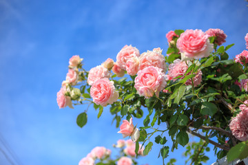 バラの花