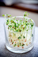 かいわれ大根の屋内栽培