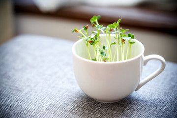 かいわれ大根の屋内栽培