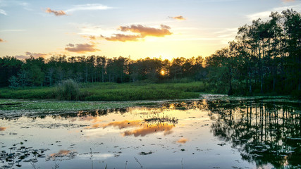 Fototapeta premium Louisiana swamp sunset and silhouettes