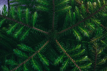 Fototapeta na wymiar Closeup to young pine tree leaf. in dark tone.