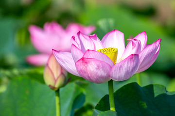 蓮の花　初夏イメージ