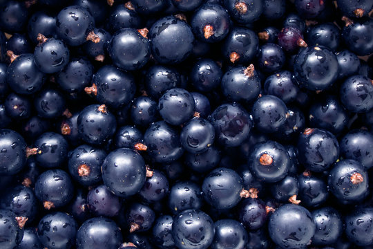 Juicy berries of black currant, background, Water droplets on black currant