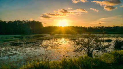 Louisiana swamp sunset and silhouettes - obrazy, fototapety, plakaty