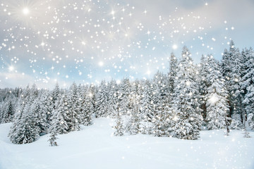 Scenic winter landscape with snowy fir trees. Winter postcard.