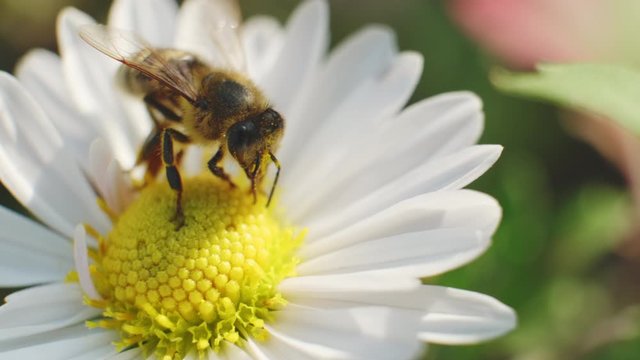 Honey Bee harvesting pollen from  Camille flower. Apis Mellifera. Macro shot. ProRes 10 Bit mov.