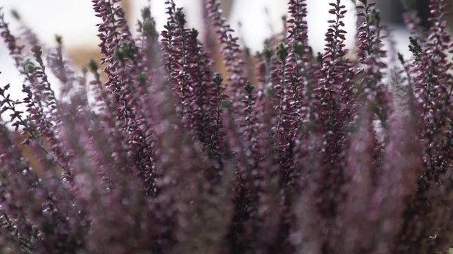 Macro shot of purple lavander flower pot flowers small minature shallow depth of field slow motion