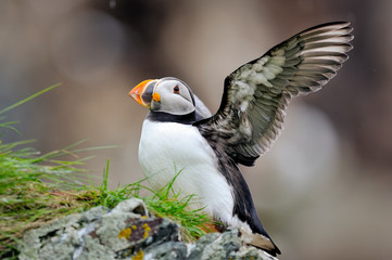 Atlantic puffins is spreading it's windgs on the edge of the cliff