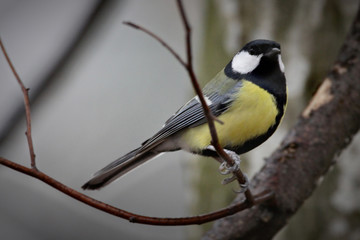 Great Tit