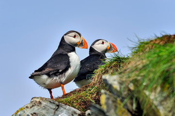 Atlantic puffins are standing on the edge of the cliff