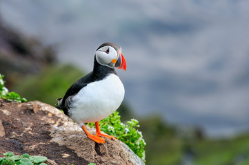 Atlantic puffin is standing on the edge of the cliff