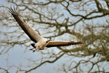 Crane is approaching it's  destination