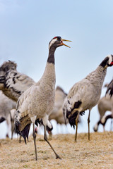 Eurasian crane is communicating to the rest of the group