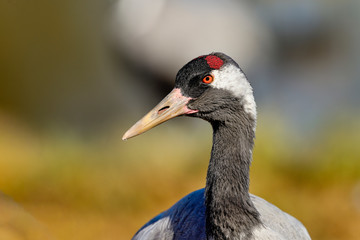 Eurasian crane portrait